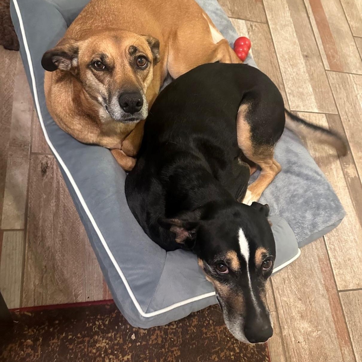 Enlarge Roxy, a Adoptable mixed breed in Austin, TX image 4/6