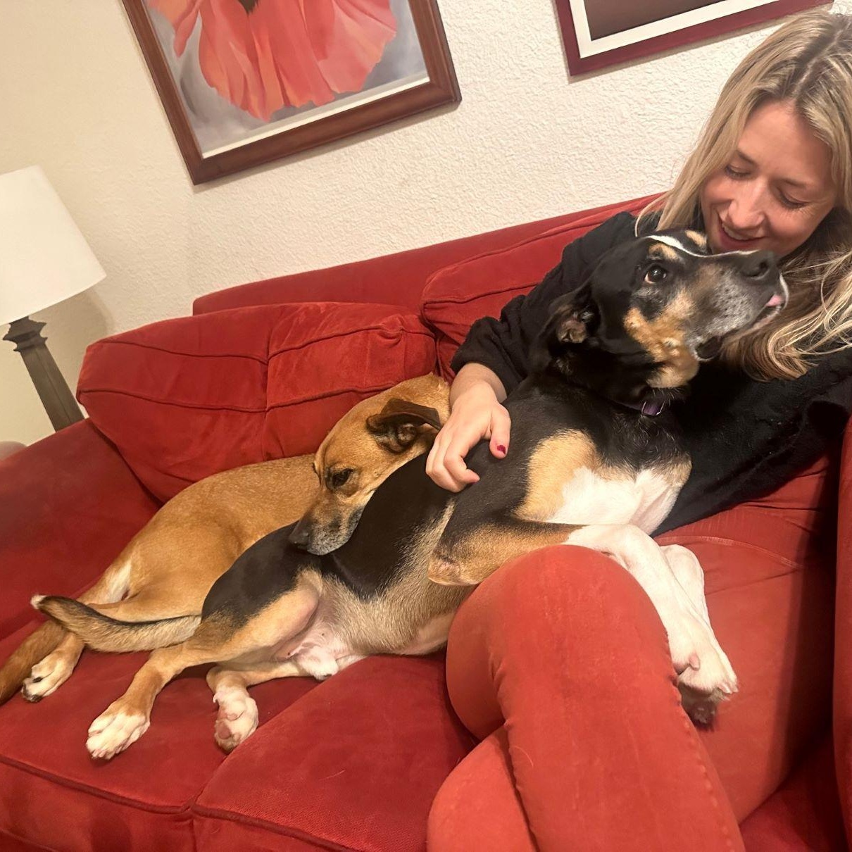 Enlarge Roxy, a Adoptable mixed breed in Austin, TX image 6/6