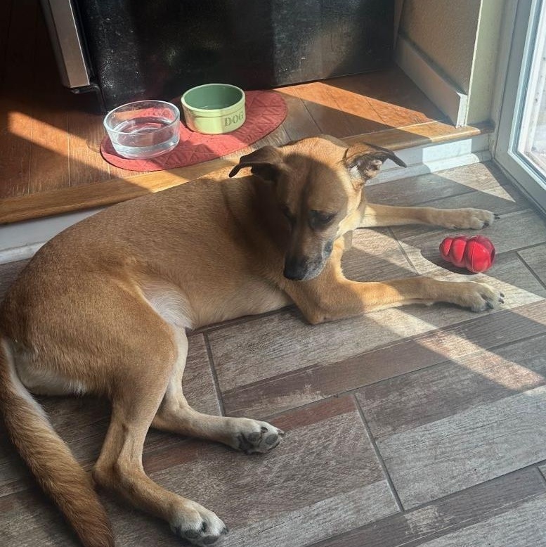 Enlarge Roxy, a Adoptable mixed breed in Austin, TX image 3/6