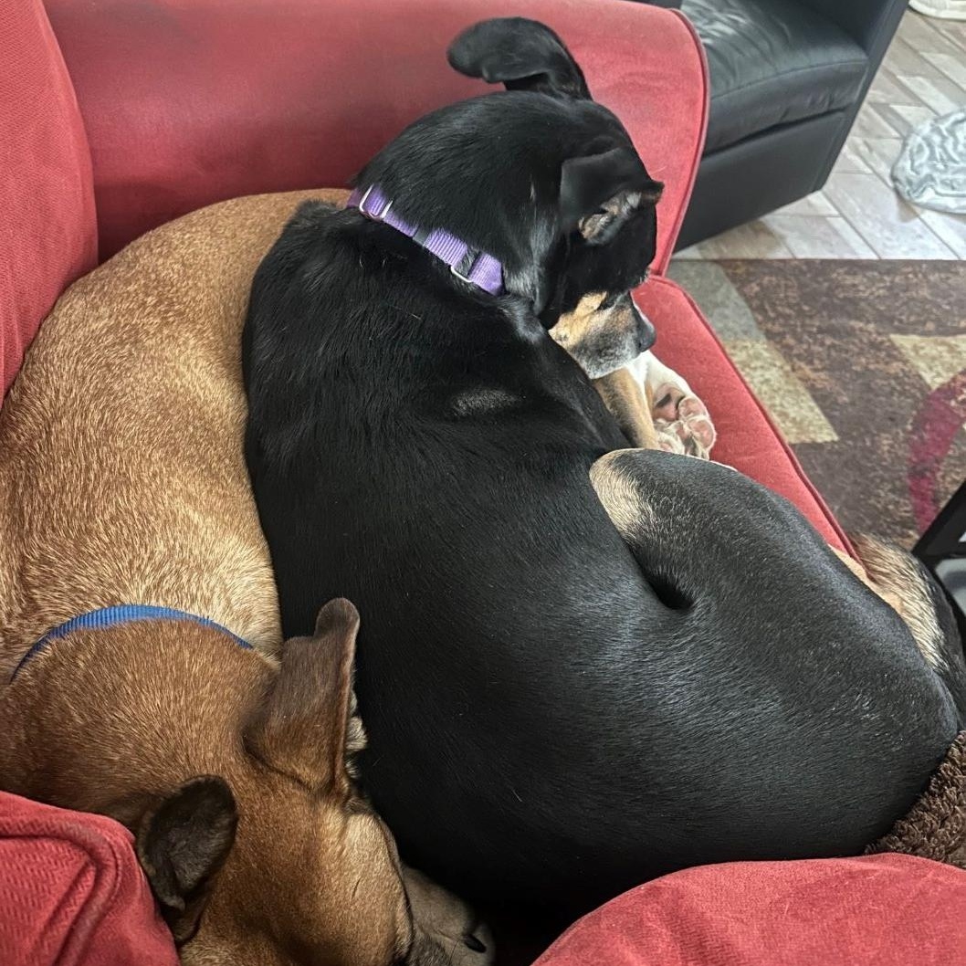 Enlarge Roxy, a Adoptable mixed breed in Austin, TX image 5/6