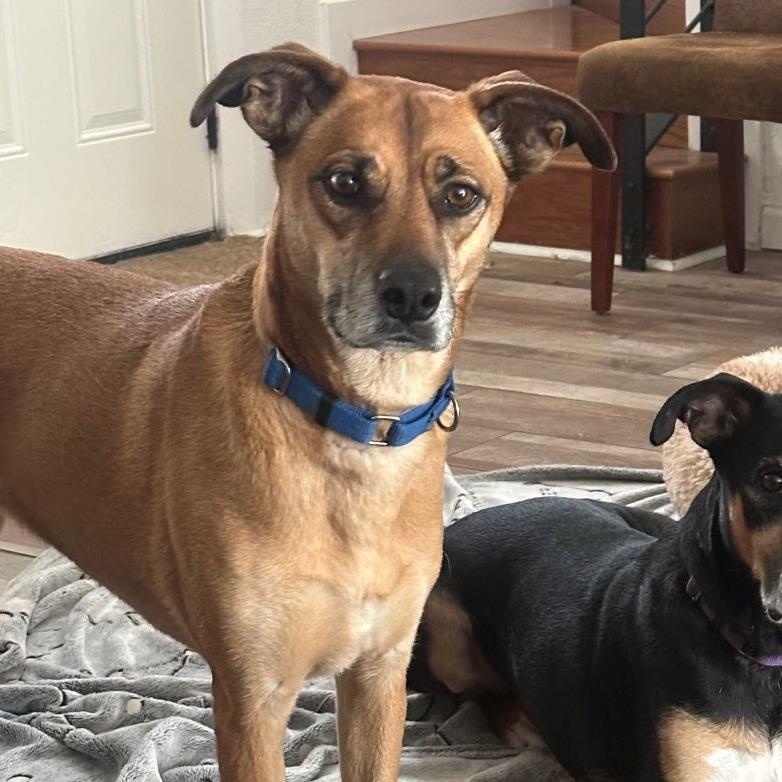 Roxy, Adoptable, Adult Female Shepherd.