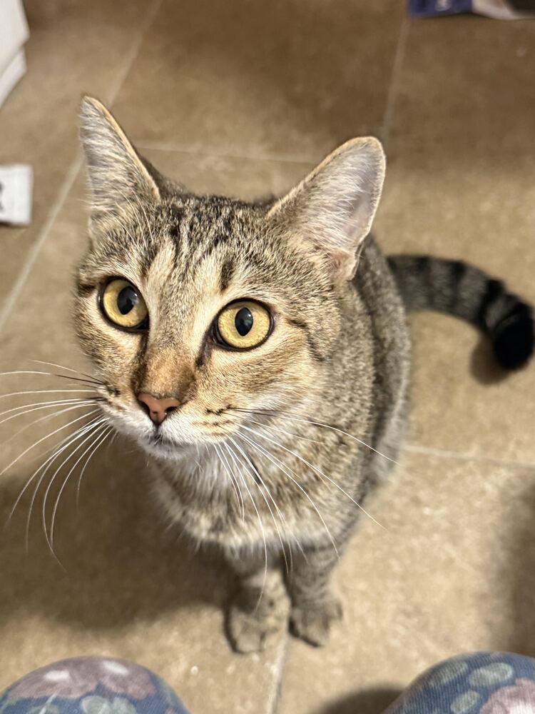 Pumpkin, Adoptable, Adult Female Domestic Short Hair.