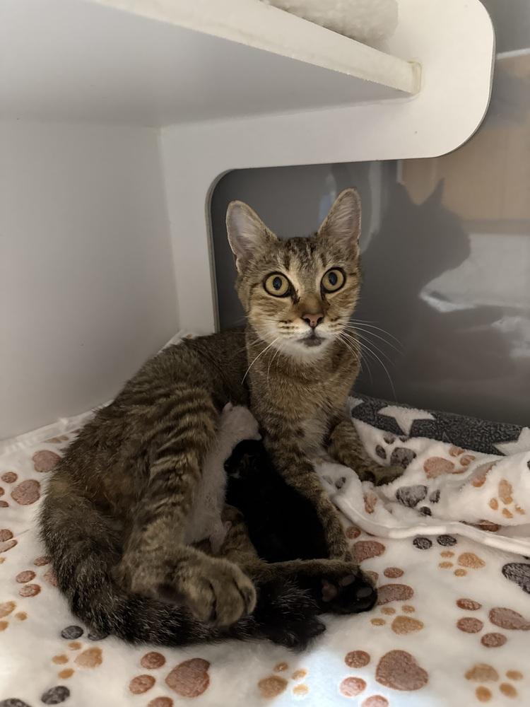 Enlarge Pumpkin, a Adoptable mixed breed in Seminole, FL image 2/2