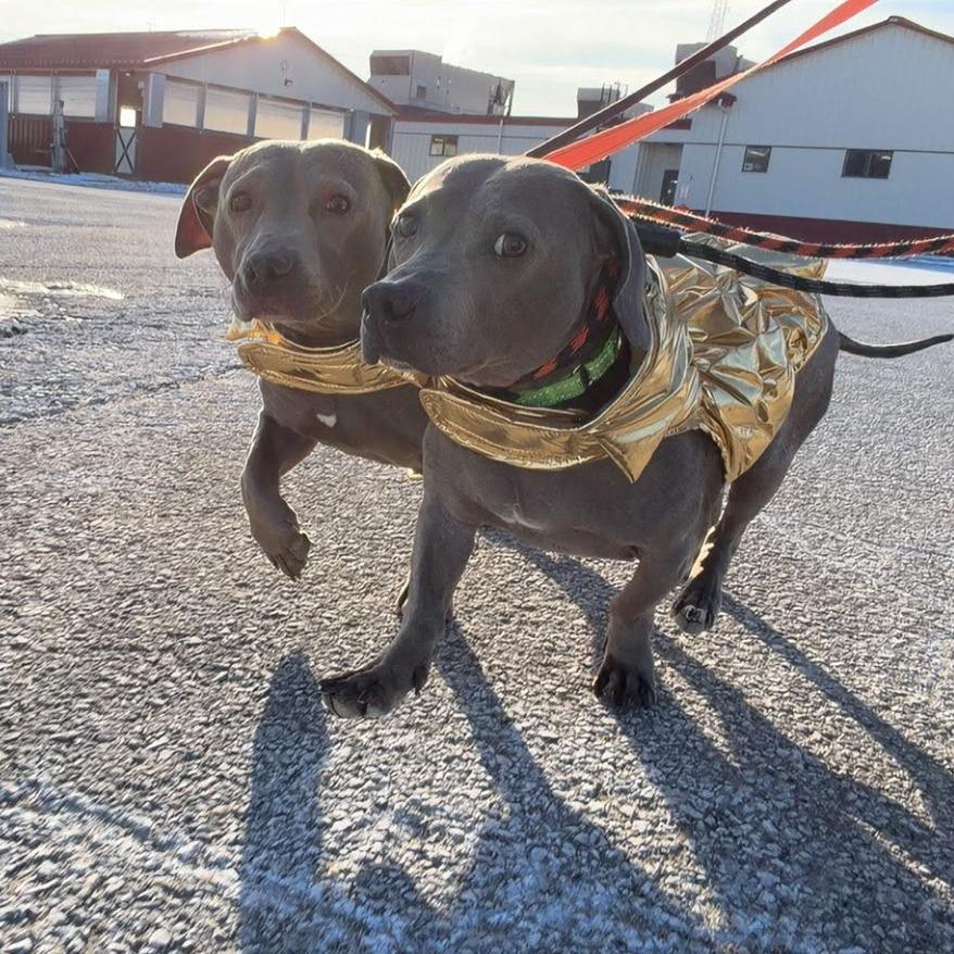 Lucy, Adoptable, Adult Female Mixed Breed.