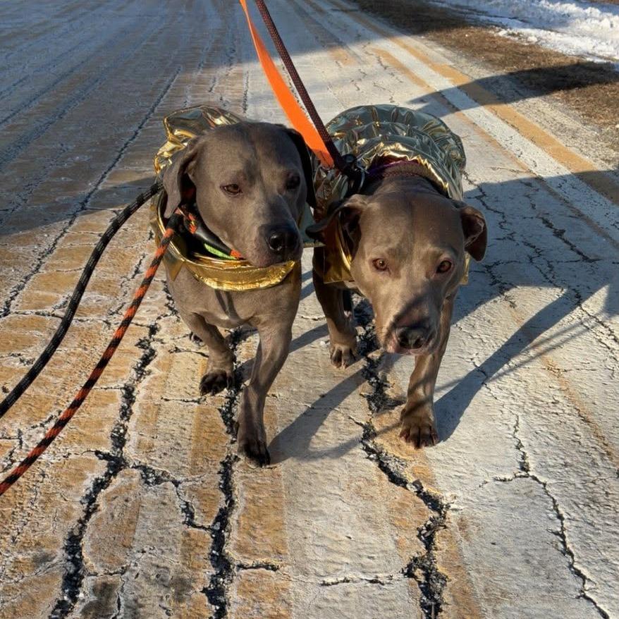 Enlarge Lucy, a Adoptable Mixed Breed in Ballston Spa, NY image 2/5