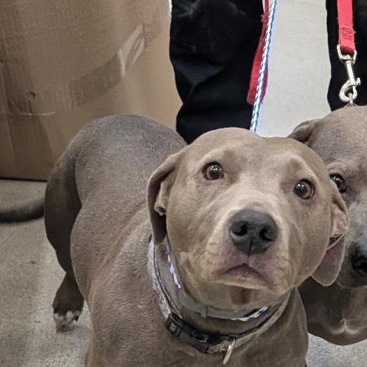 Enlarge Lucy, a Adoptable Mixed Breed in Ballston Spa, NY image 3/5