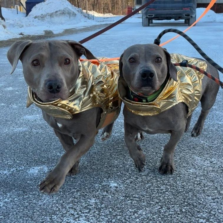 Enlarge Lucy, a Adoptable Mixed Breed in Ballston Spa, NY image 4/5