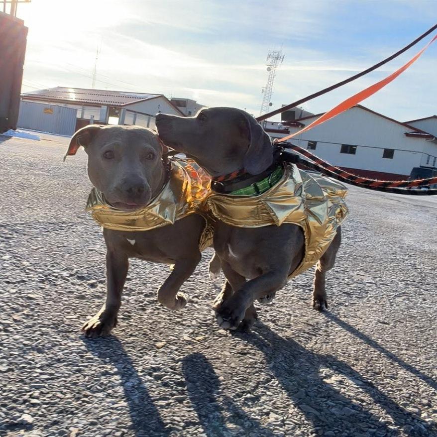 Enlarge Lucy, a Adoptable Mixed Breed in Ballston Spa, NY image 5/5