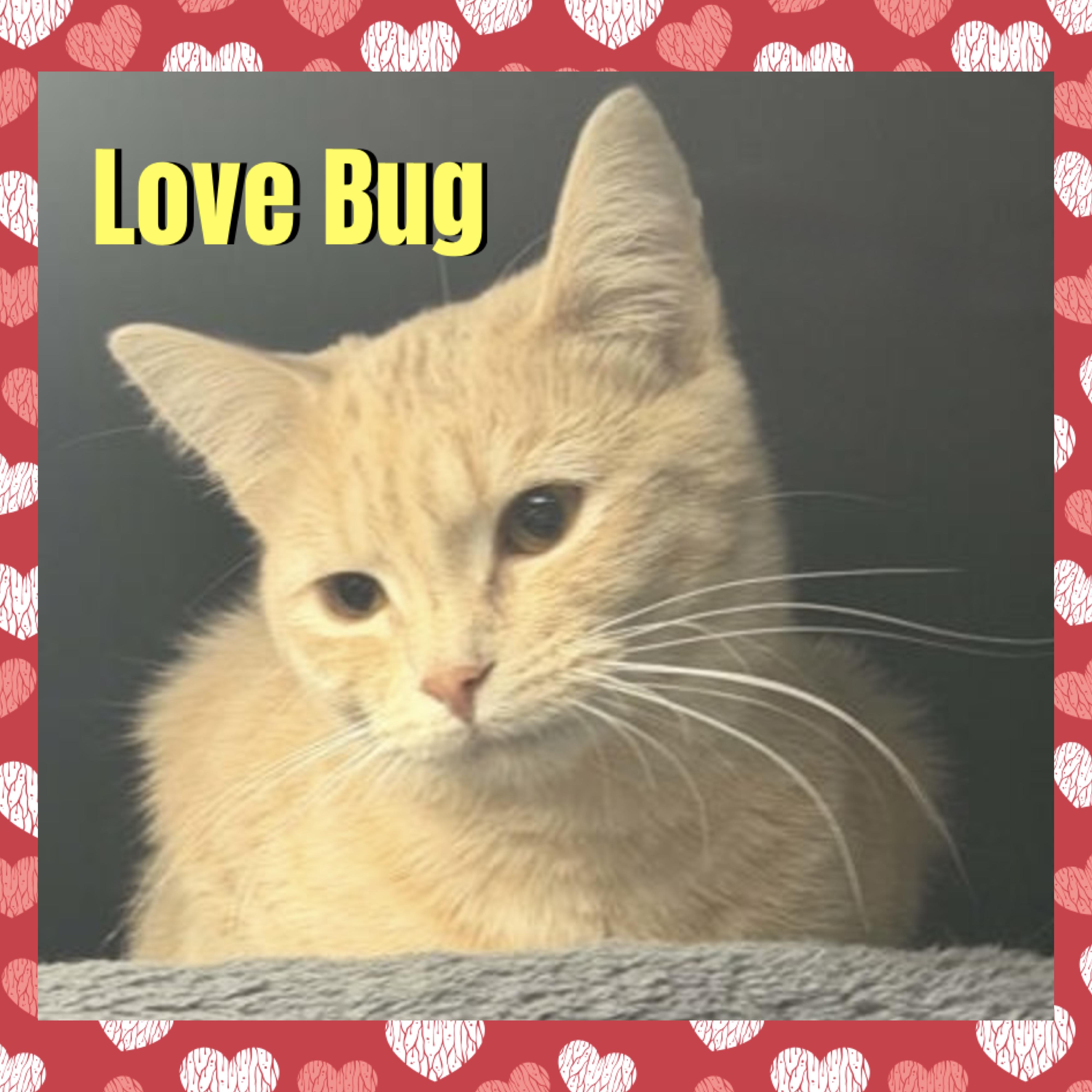 Love Bug, Adoptable, Young Female Domestic Short Hair.
