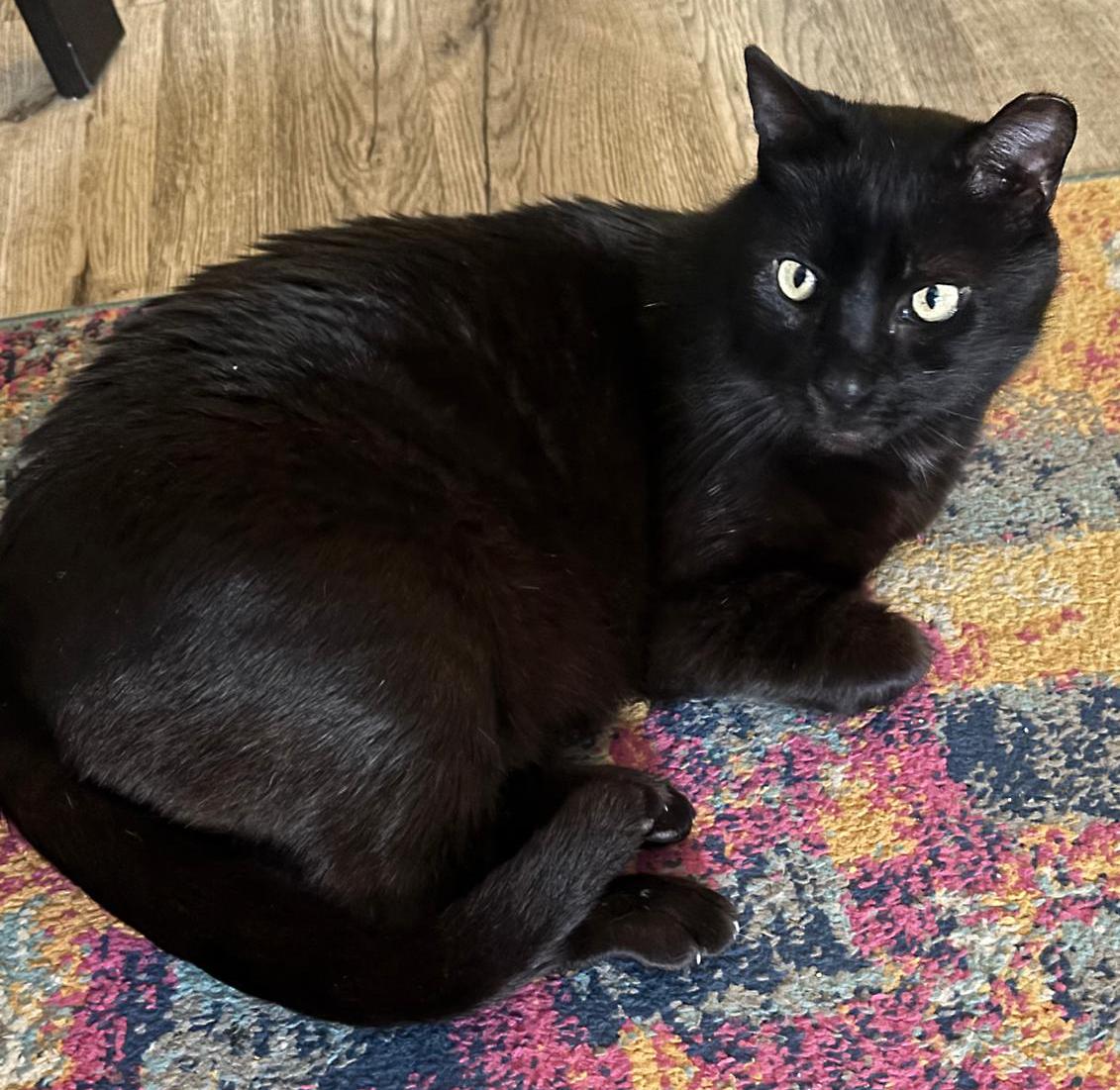 Enlarge Tenille, a ADOPTABLE Domestic Short Hair in Hilton Head Island, SC image 2/4