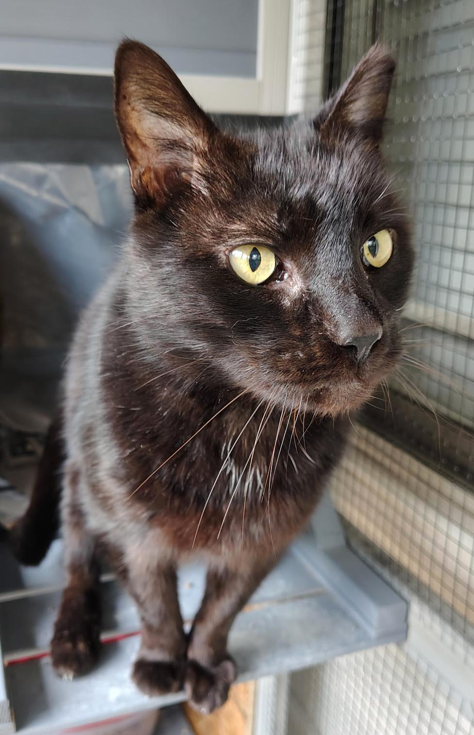 Enlarge Tenille, a ADOPTABLE Domestic Short Hair in Hilton Head Island, SC image 3/4