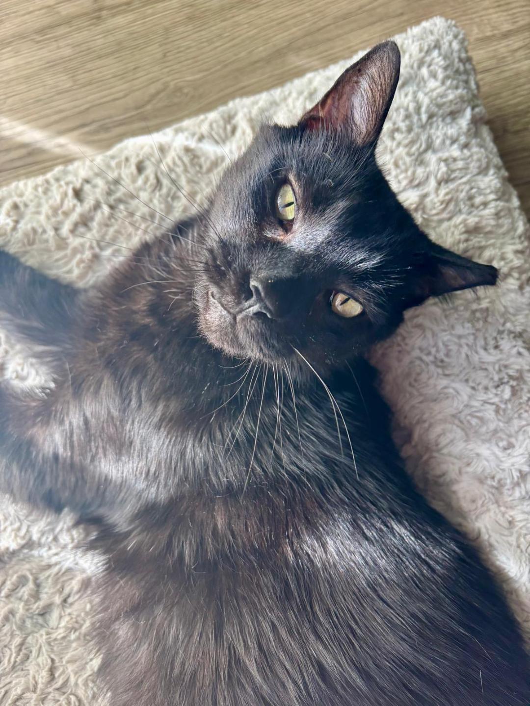 Enlarge Tenille, a ADOPTABLE Domestic Short Hair in Hilton Head Island, SC image 5/6