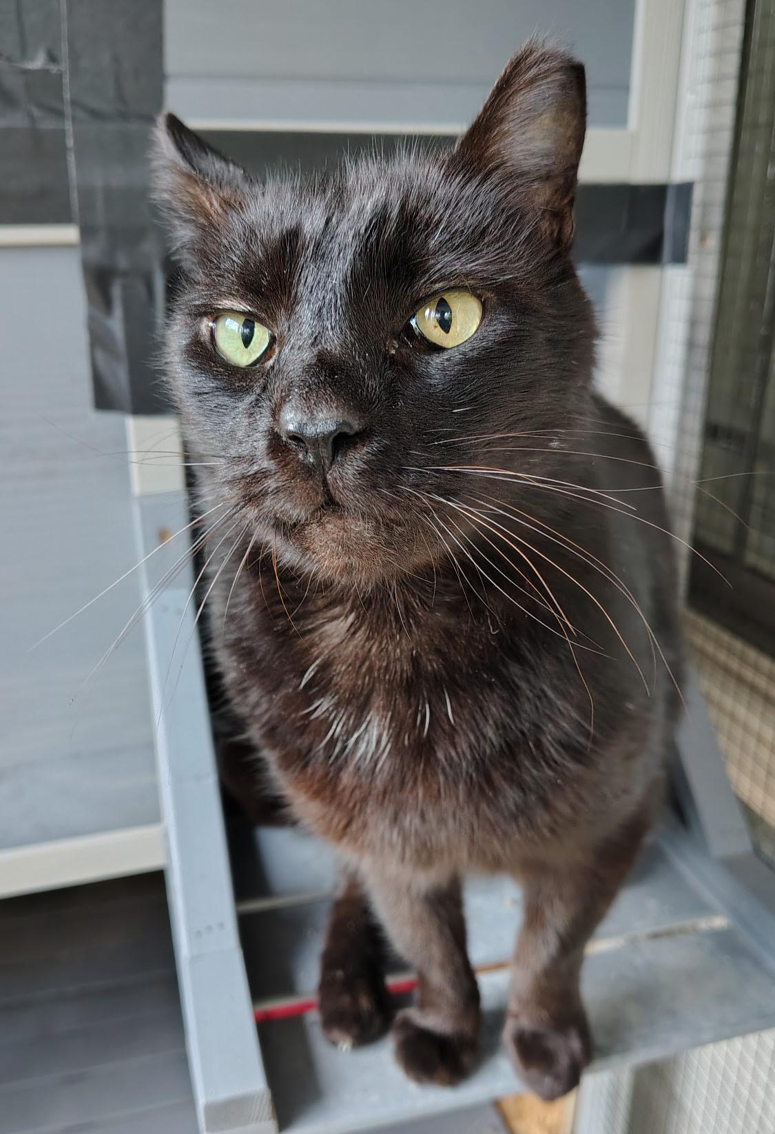 Enlarge Tenille, a ADOPTABLE Domestic Short Hair in Hilton Head Island, SC image 4/4