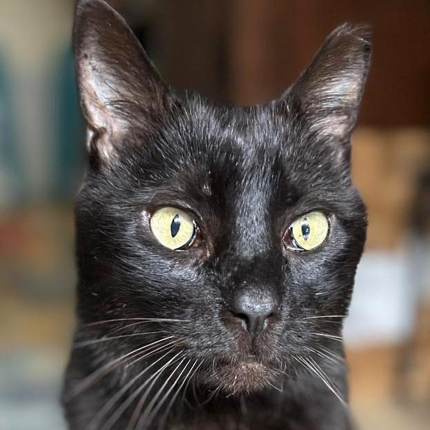 Enlarge Tenille, a ADOPTABLE Domestic Short Hair in Hilton Head Island, SC image 1/4