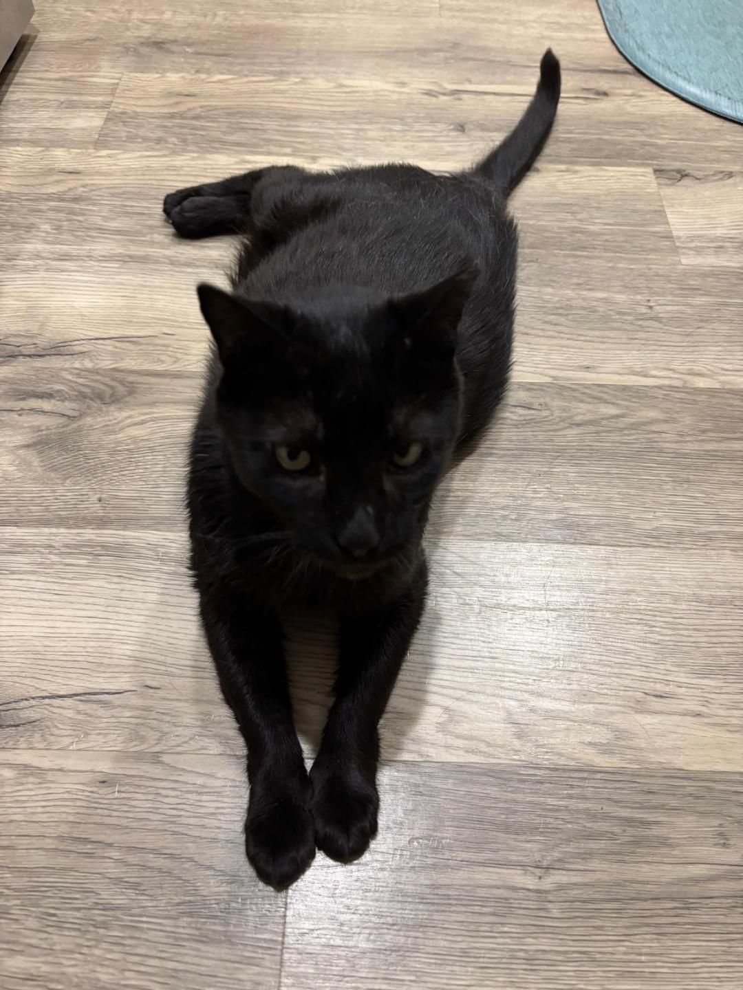 Enlarge Tenille, a ADOPTABLE Domestic Short Hair in Hilton Head Island, SC image 6/6