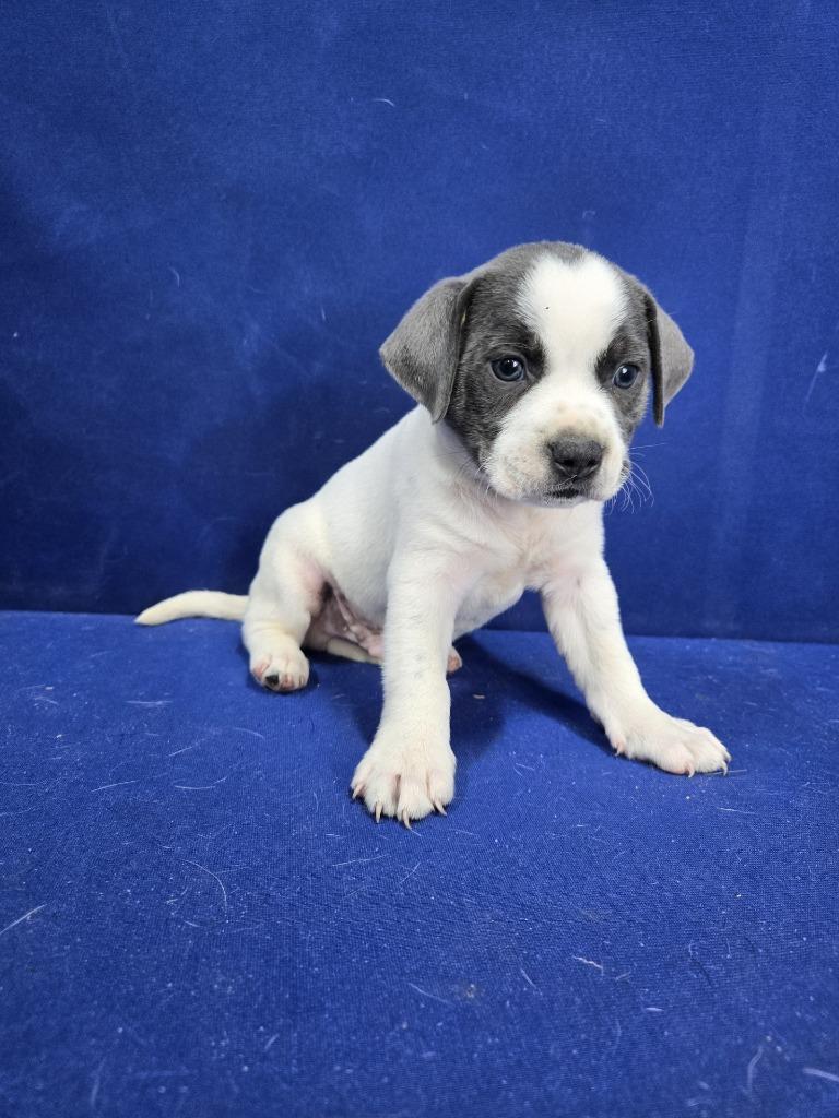 Swing Set, a Adoptable Mixed Breed in Ruston, LA image 1/6