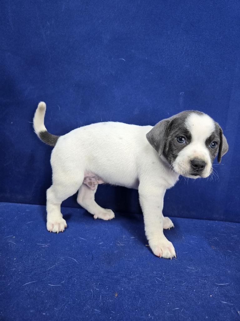 Enlarge Swing Set, a Adoptable Mixed Breed in Ruston, LA image 1/3
