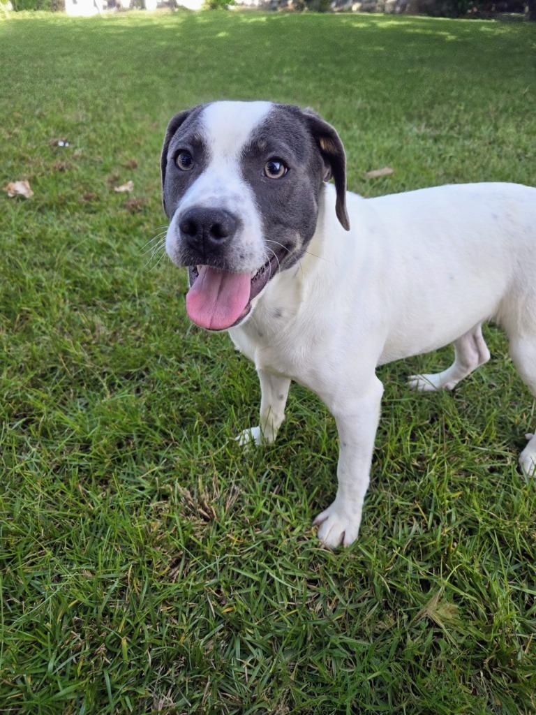 Swing Set, a Adoptable Mixed Breed in Ruston, LA image 2/6
