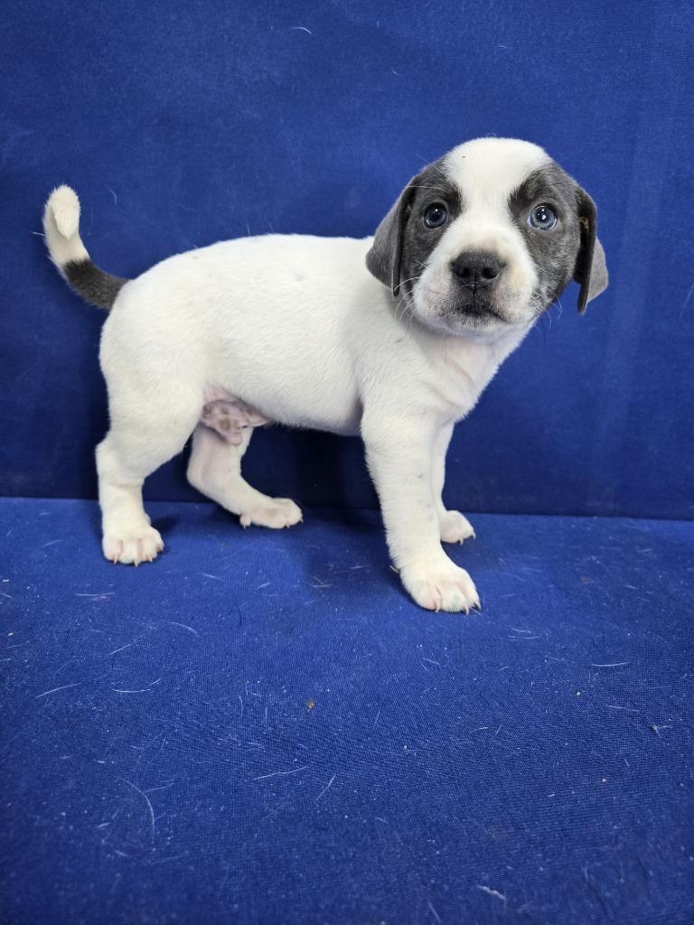 Swing Set, a Adoptable Mixed Breed in Ruston, LA image 3/6