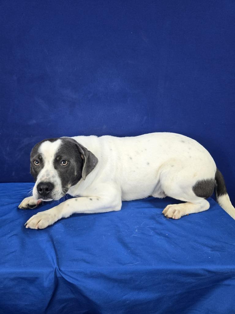 Swing Set, a Adoptable Mixed Breed in Ruston, LA image 4/6