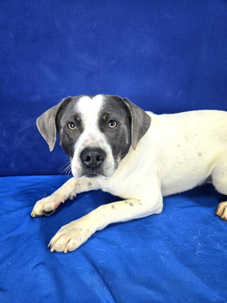 Swing Set, a Adoptable Mixed Breed in Ruston, LA image 5/6
