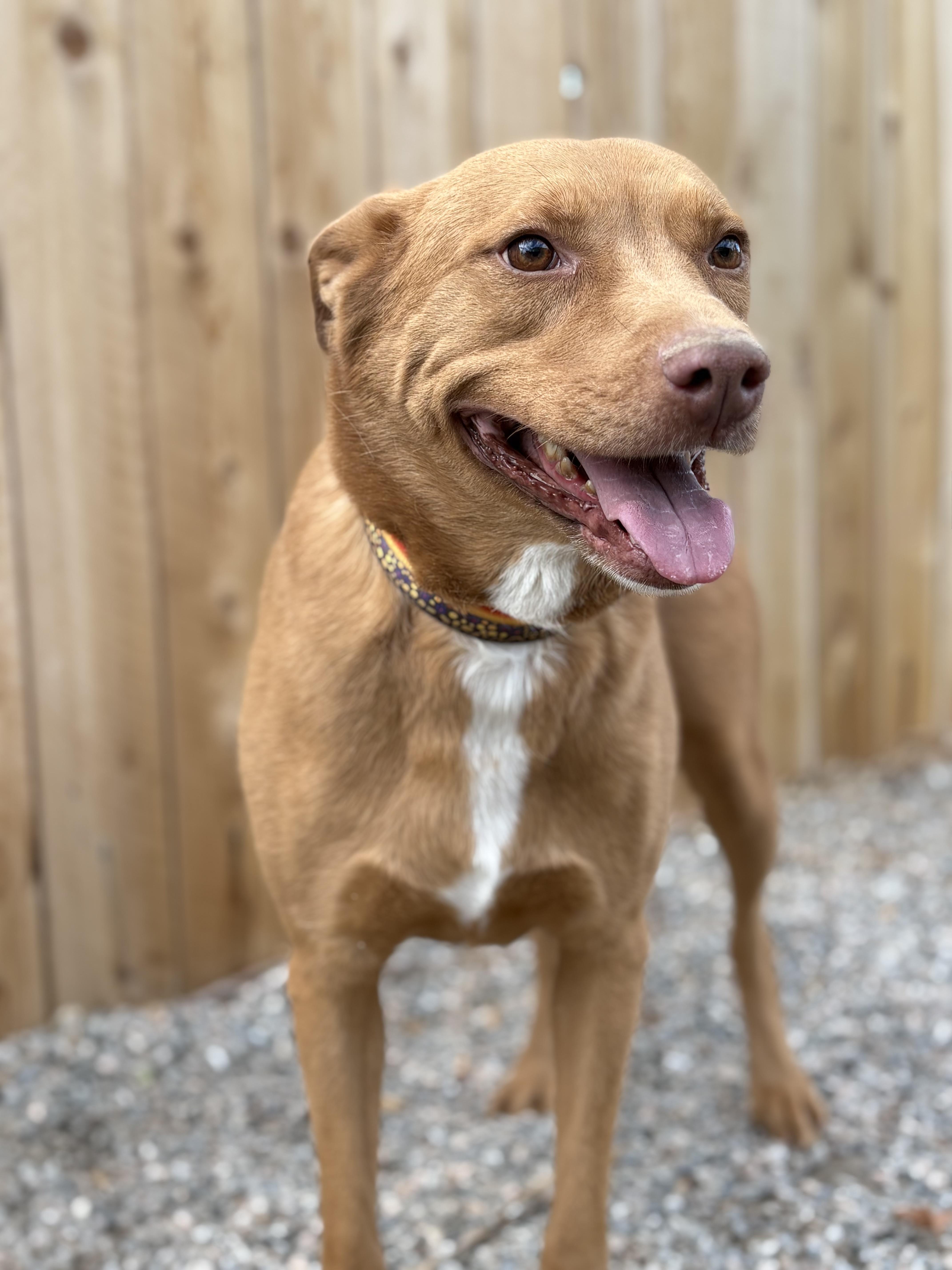 GINGER, adopted, Adult Female Labrador Retriever.