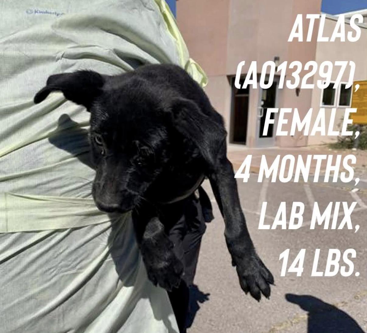 Atlas, Adoptable, Puppy Female Labrador Retriever & Border Collie.