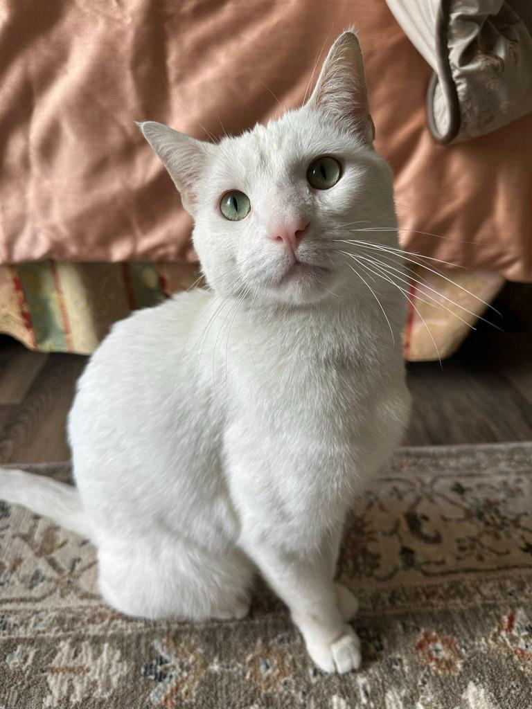 Merlin, Adoptable, Adult Male Domestic Short Hair.