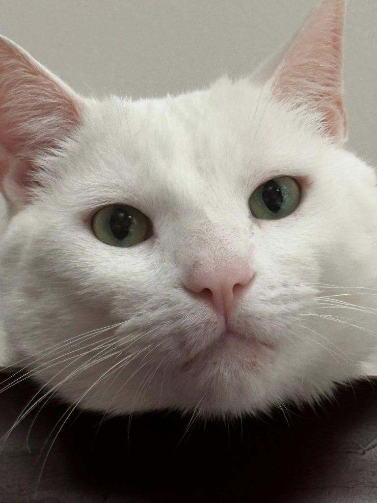 Merlin, a Adoptable mixed breed image 2/6