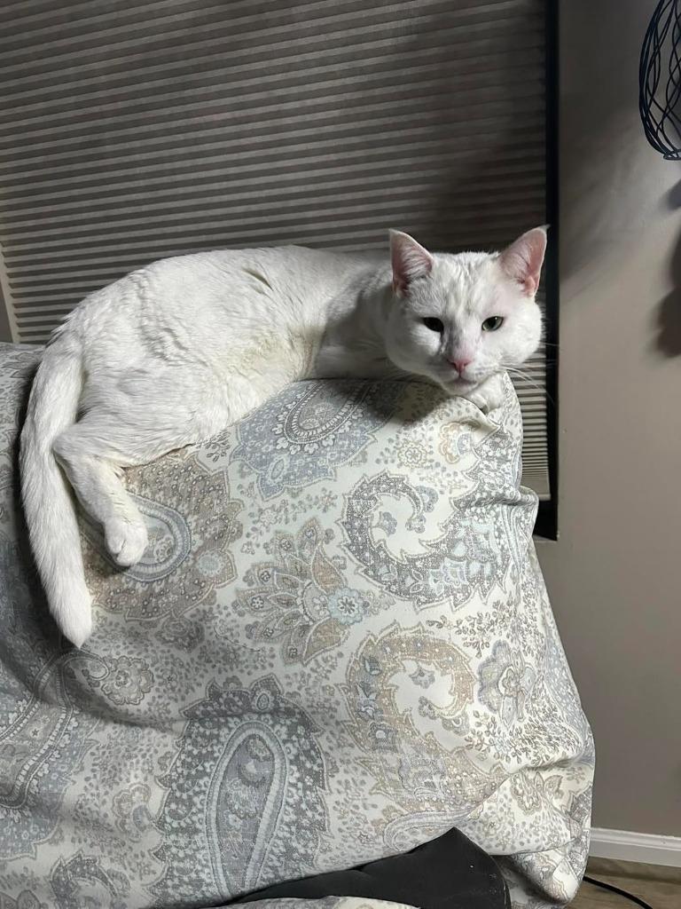 Enlarge Merlin, a Adoptable mixed breed in Libertyville, IL image 2/6