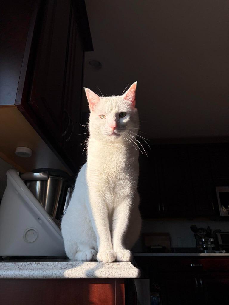 Merlin — thumbnail 4