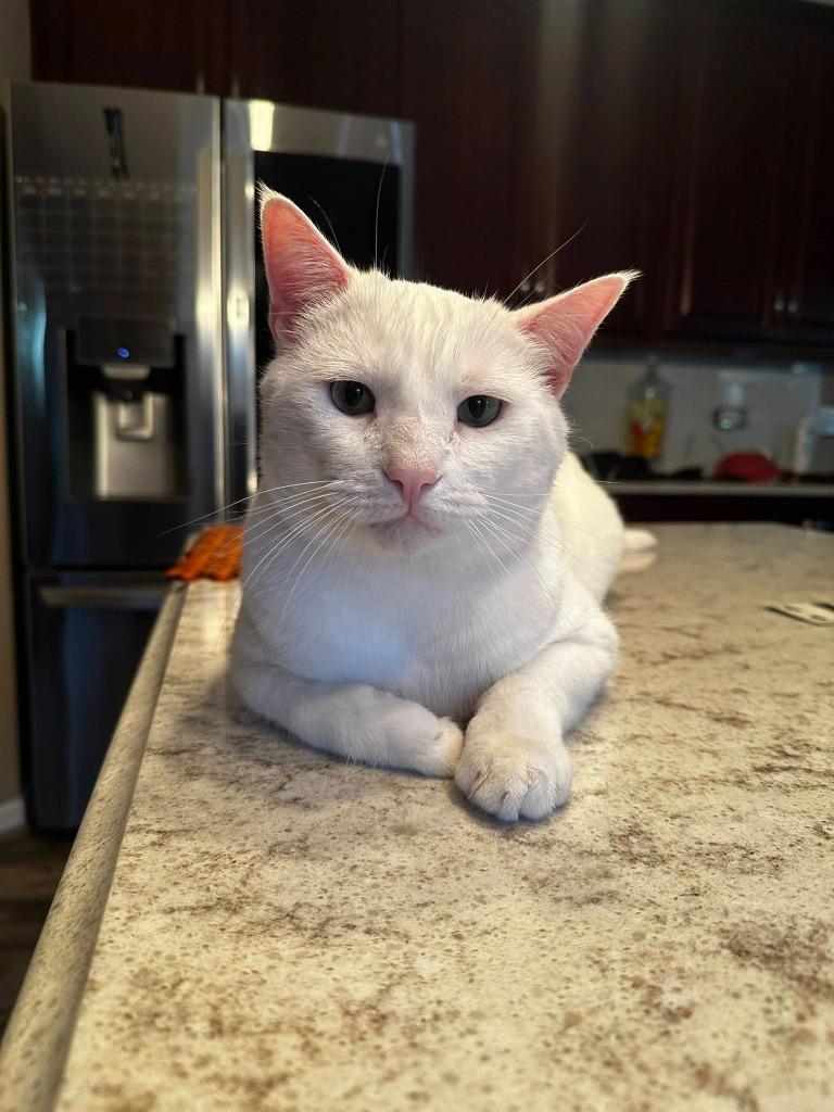 Merlin, a Adoptable mixed breed image 5/6