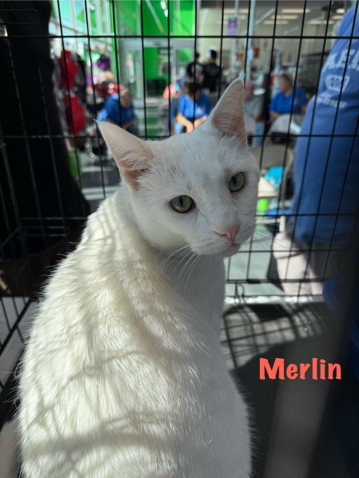 Merlin, a Adoptable mixed breed image 6/6