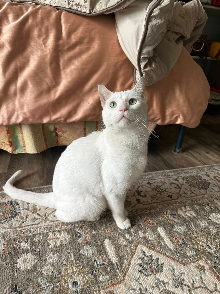 Merlin — thumbnail 6