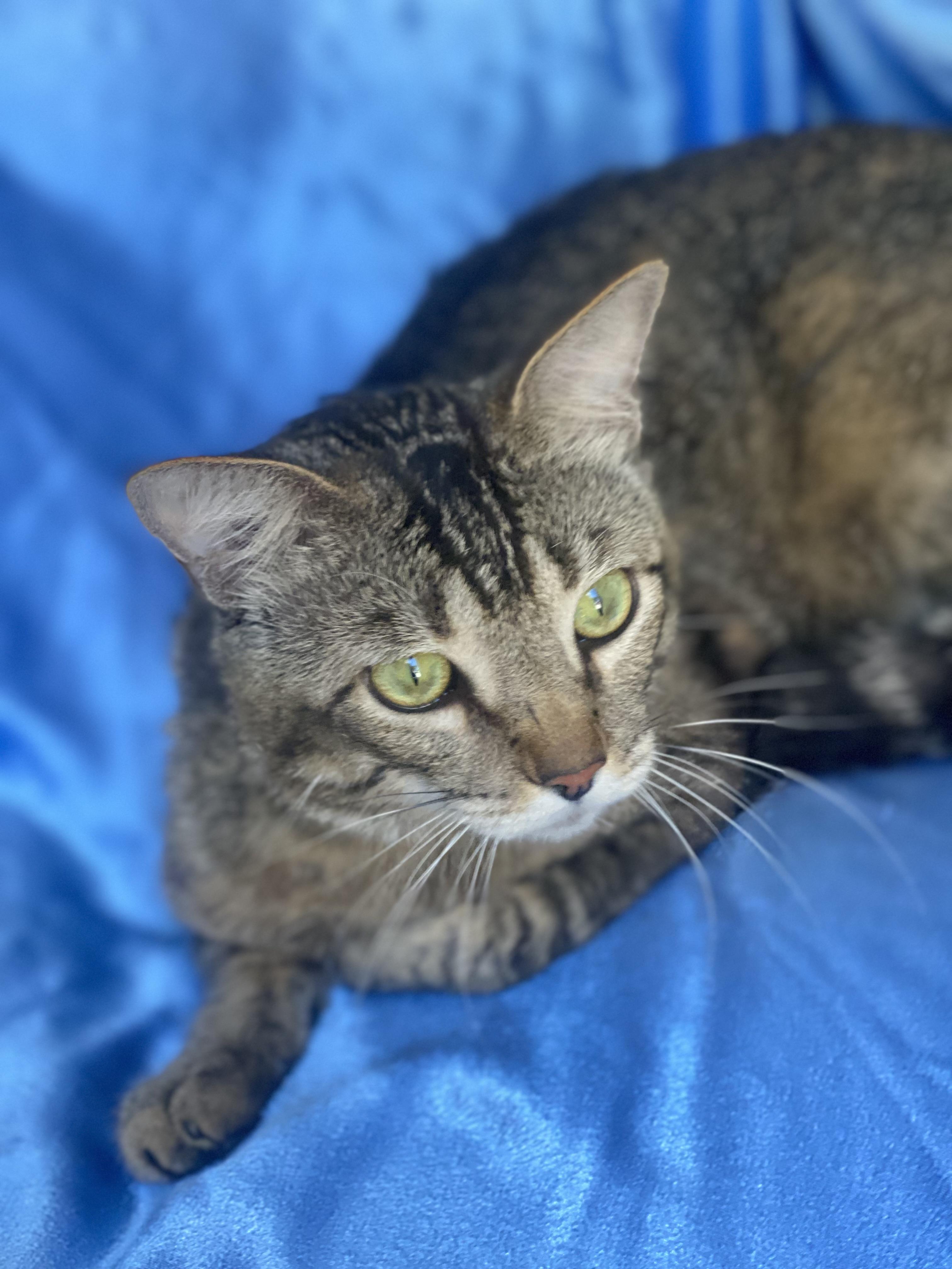 Enlarge Peter Pan, a Adoptable Domestic Short Hair image 3/3