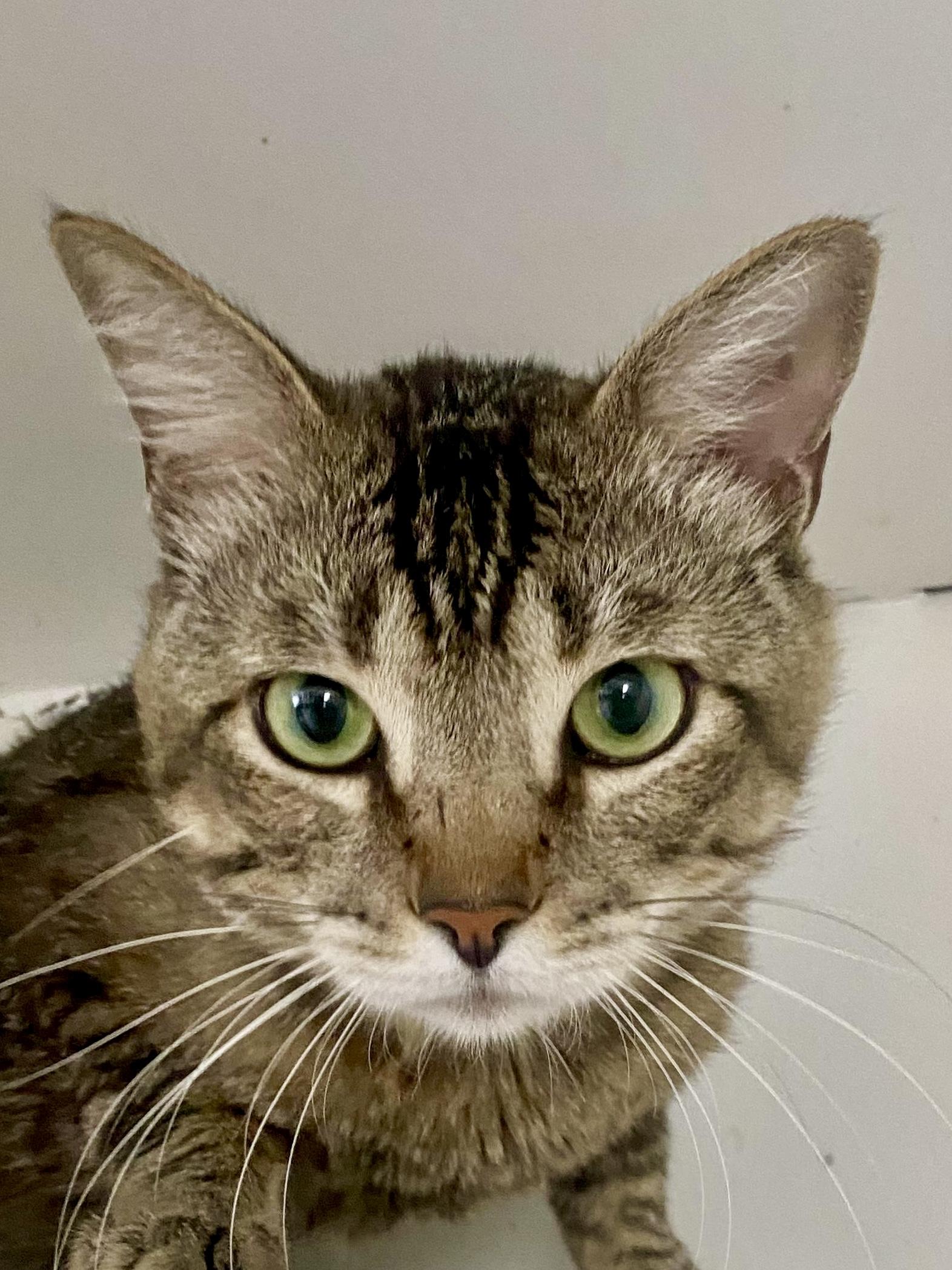 Peter Pan, Adoptable, Adult Male Domestic Short Hair.