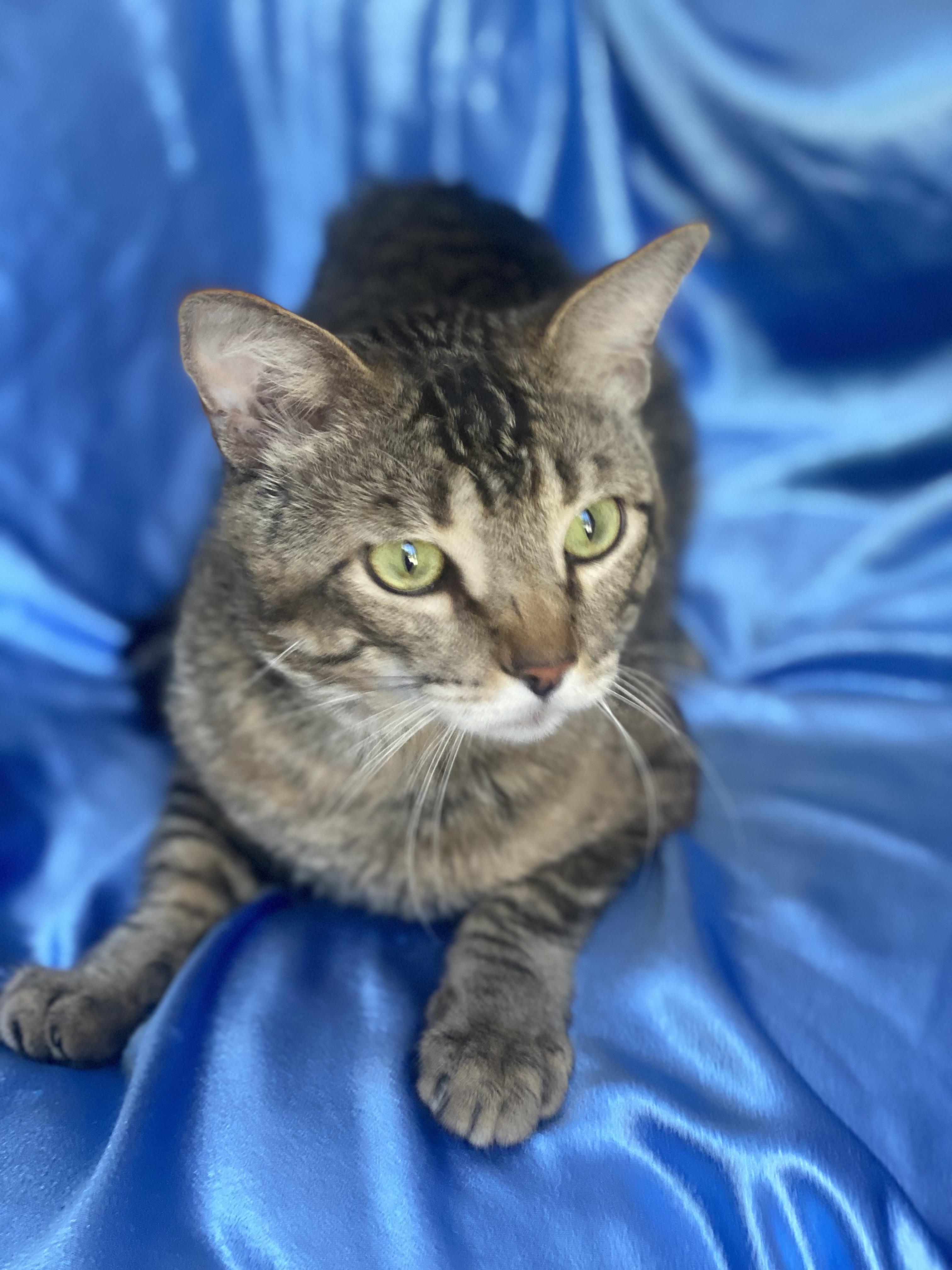 Enlarge Peter Pan, a Adoptable Domestic Short Hair image 2/3