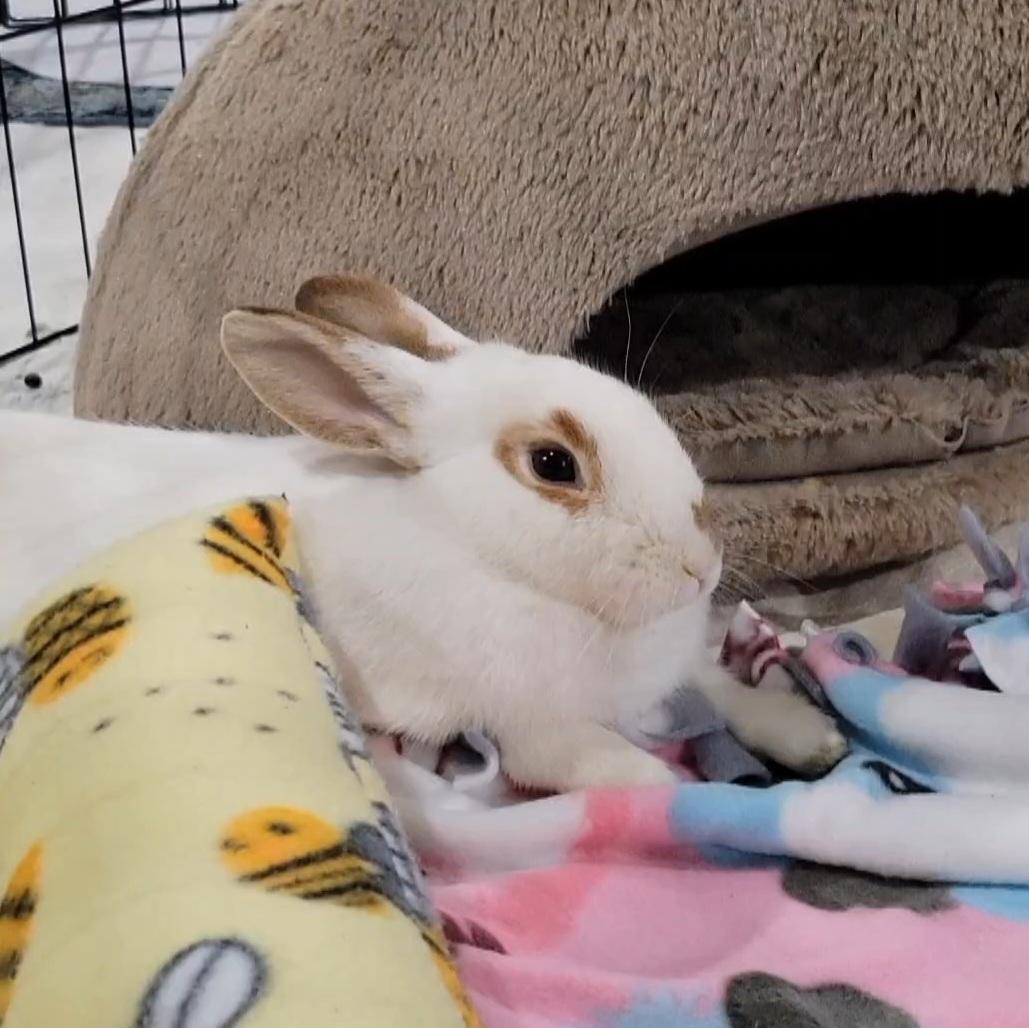 Enlarge Ruby, a Adoptable mixed breed in Pittsburgh, PA image 2/6