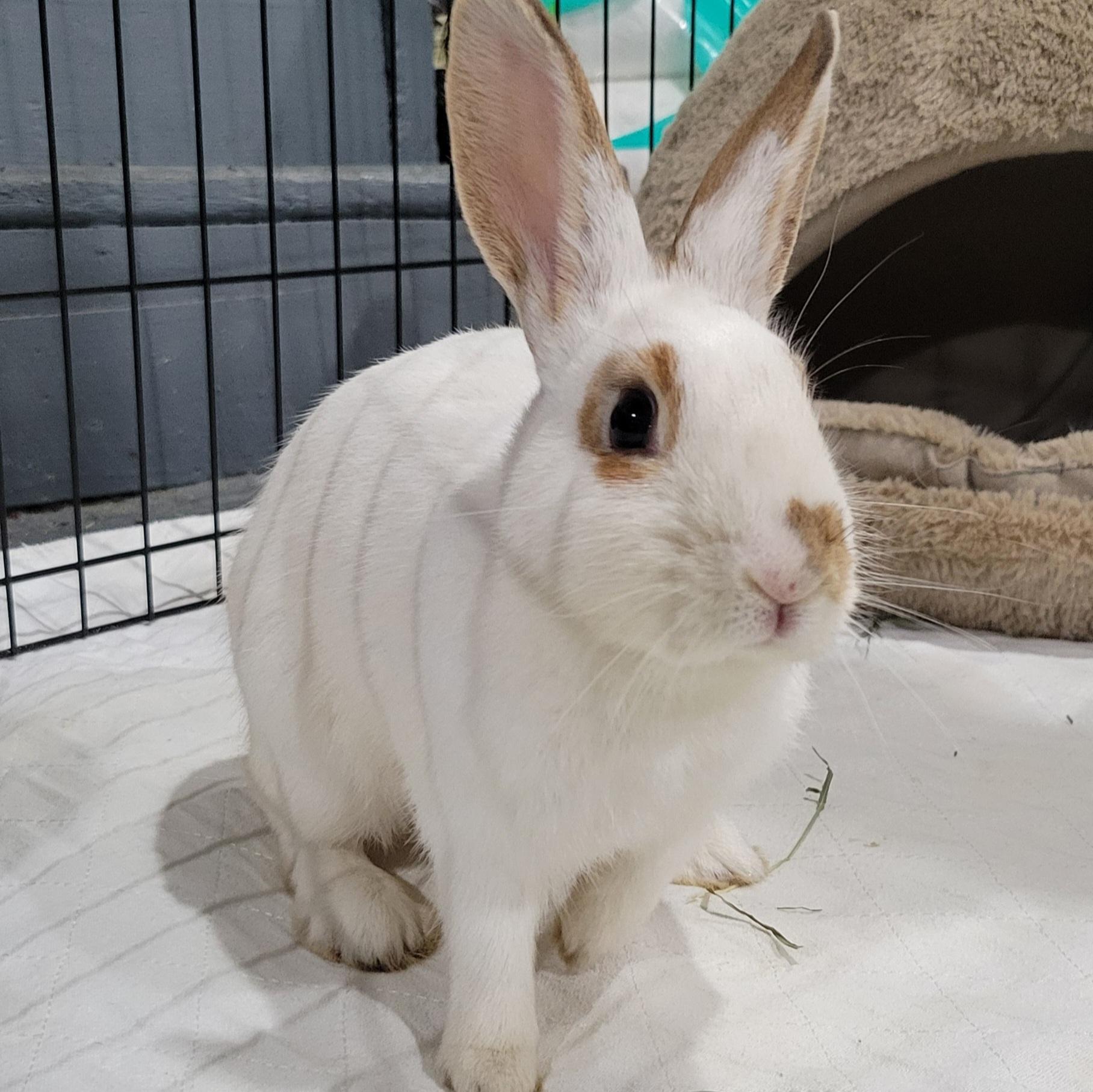 Enlarge Ruby, a Adoptable mixed breed in Pittsburgh, PA image 3/6