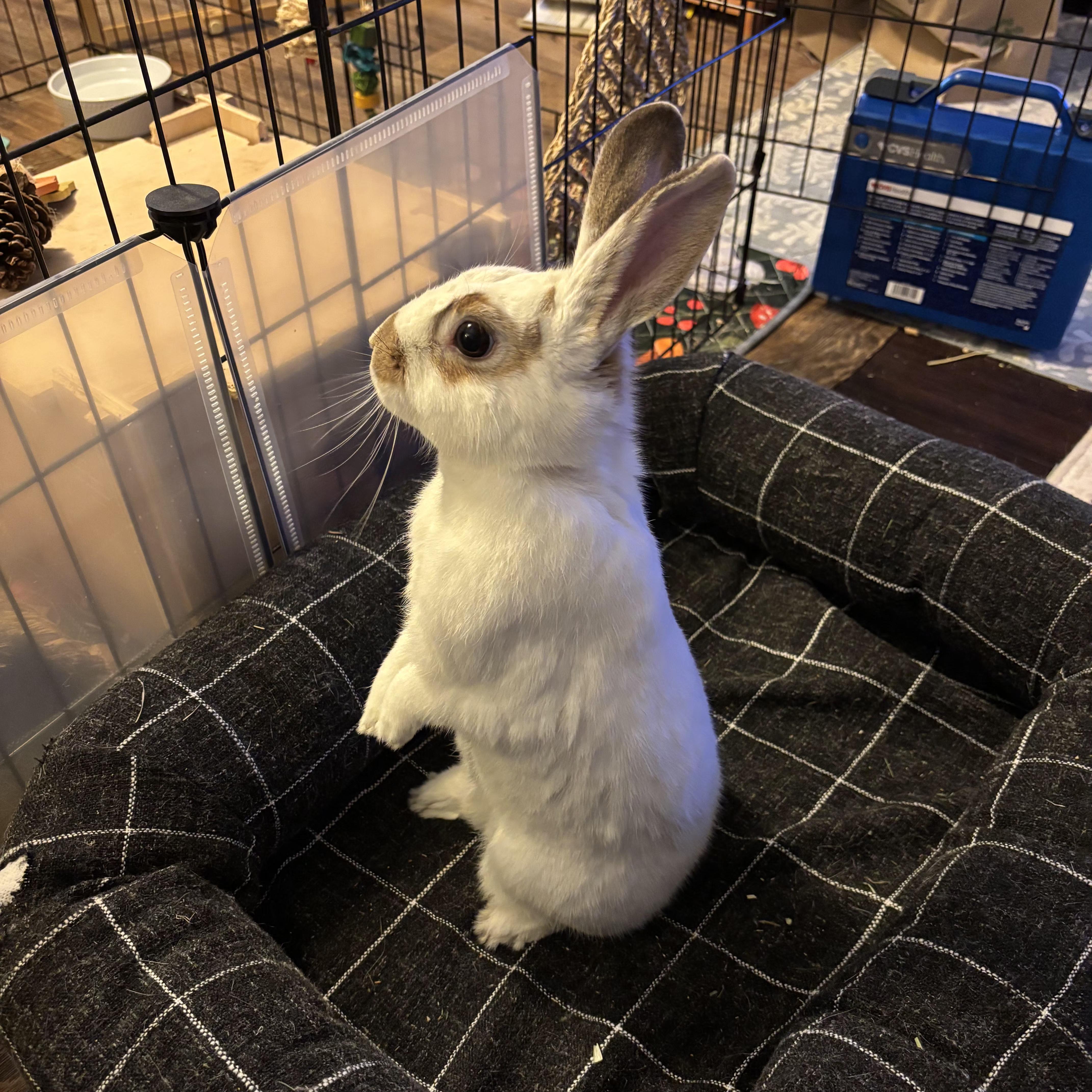 Enlarge Ruby, a Adoptable mixed breed in Pittsburgh, PA image 6/6