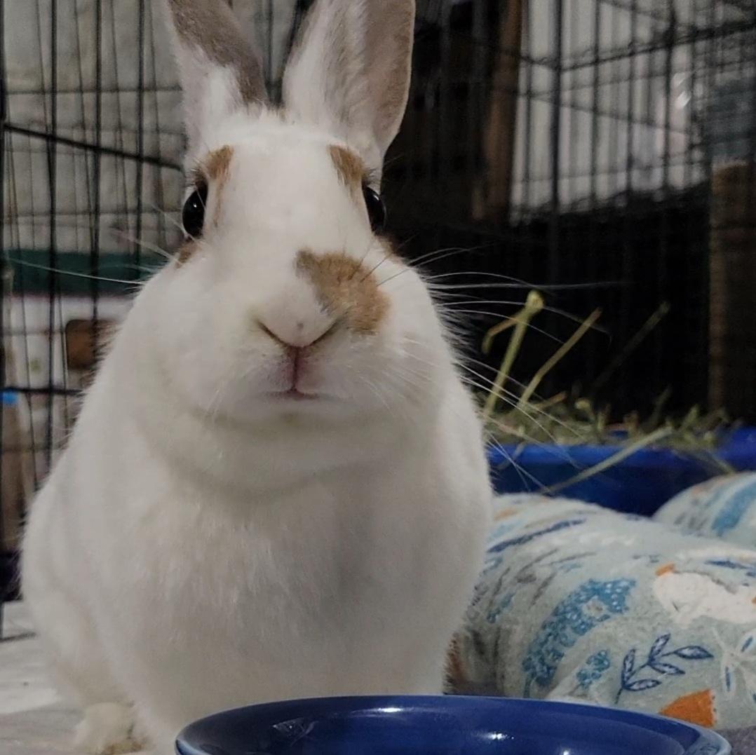 Enlarge Ruby, a Adoptable mixed breed in Pittsburgh, PA image 4/6