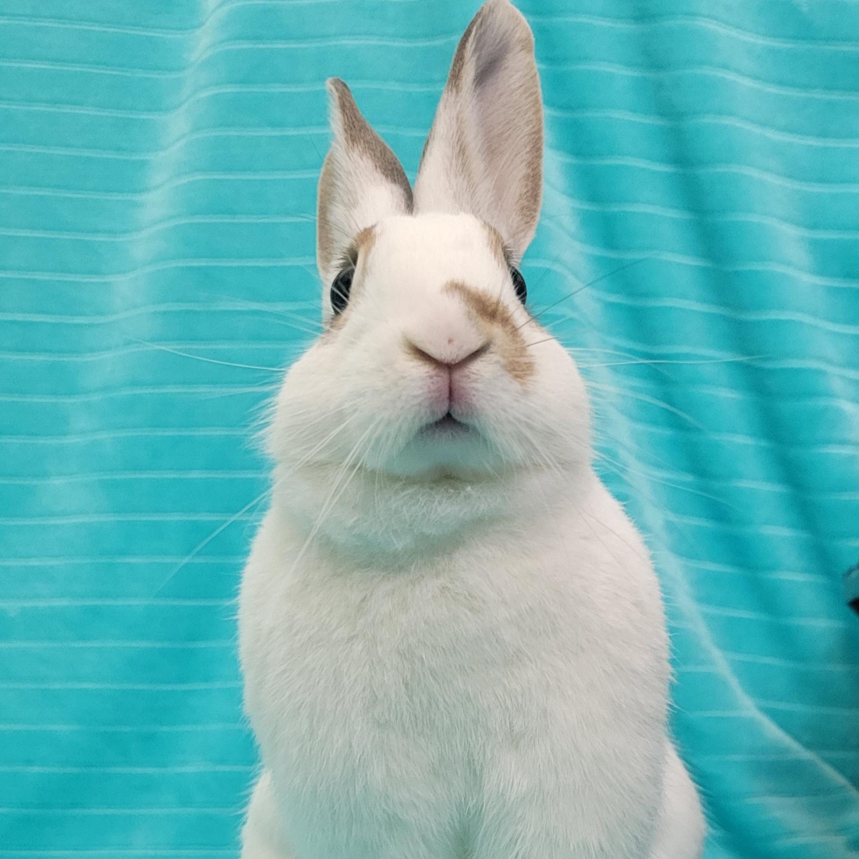 Enlarge Ruby, a Adoptable mixed breed in Pittsburgh, PA image 5/6