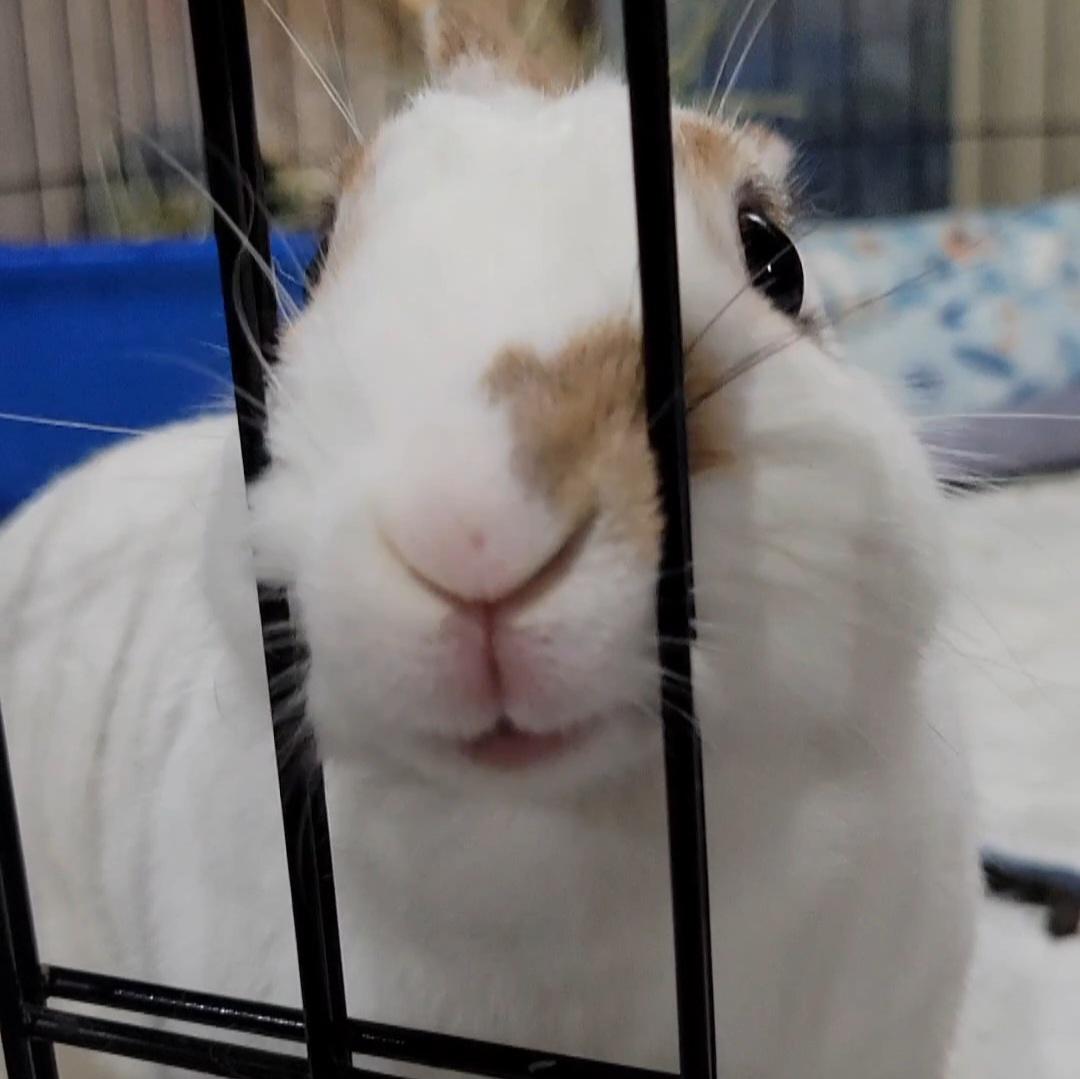 Enlarge Ruby, a Adoptable mixed breed in Pittsburgh, PA image 6/6