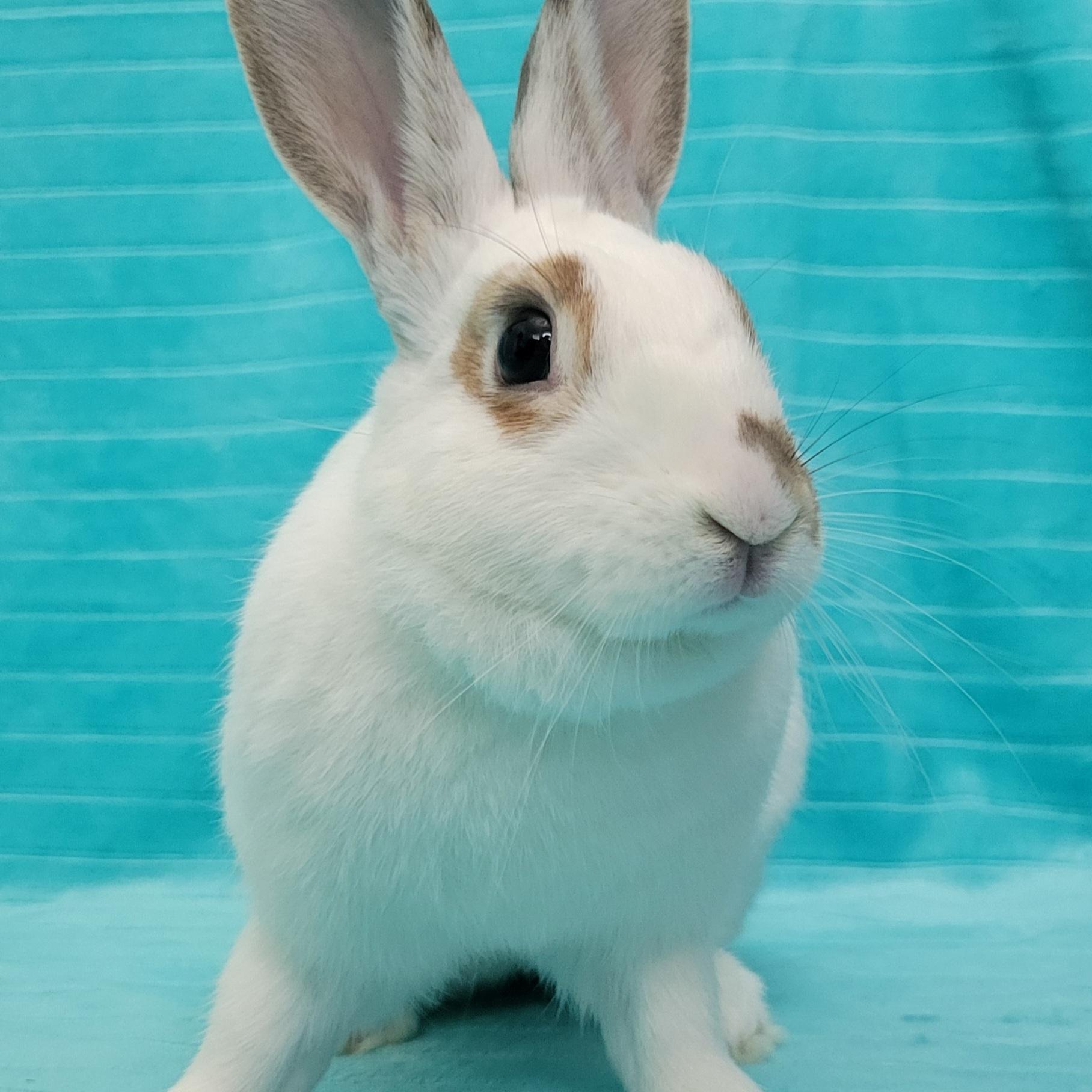 Ruby, Adoptable, Adult Female English Spot.