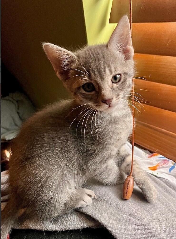 Dandy, Adoptable, Kitten Male Tabby & Domestic Short Hair.