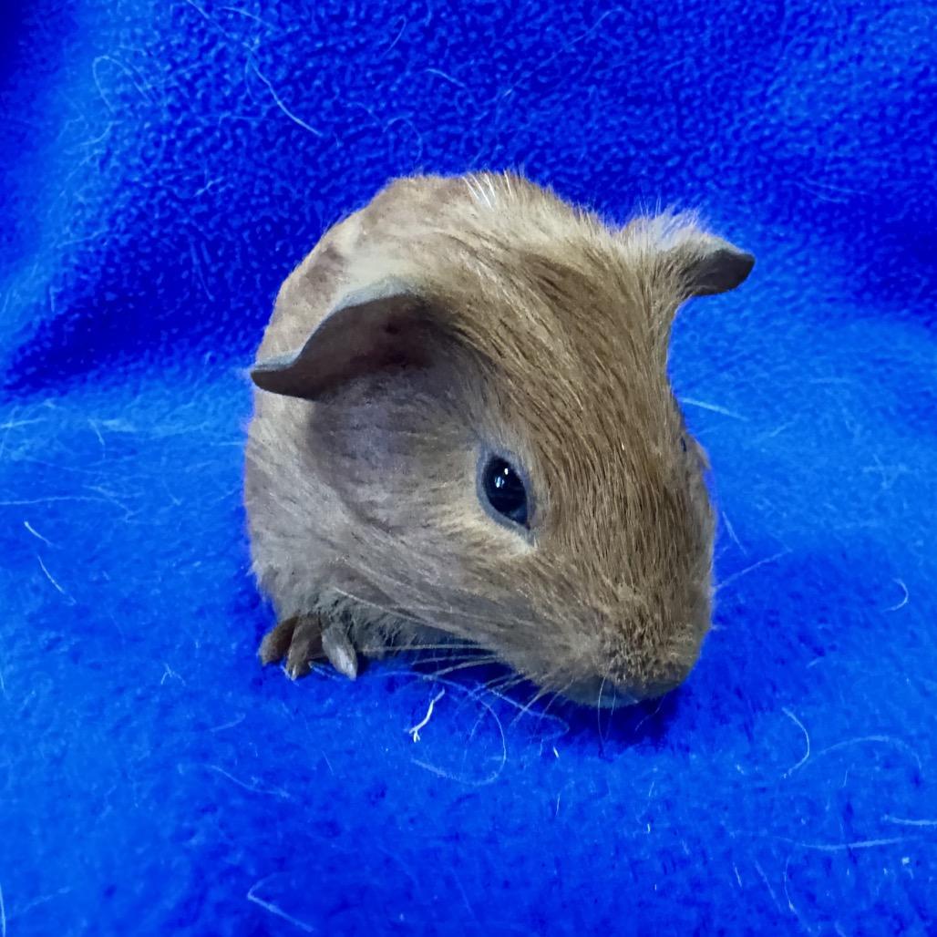 Clifford, Adoptable, Young Male Guinea Pig.
