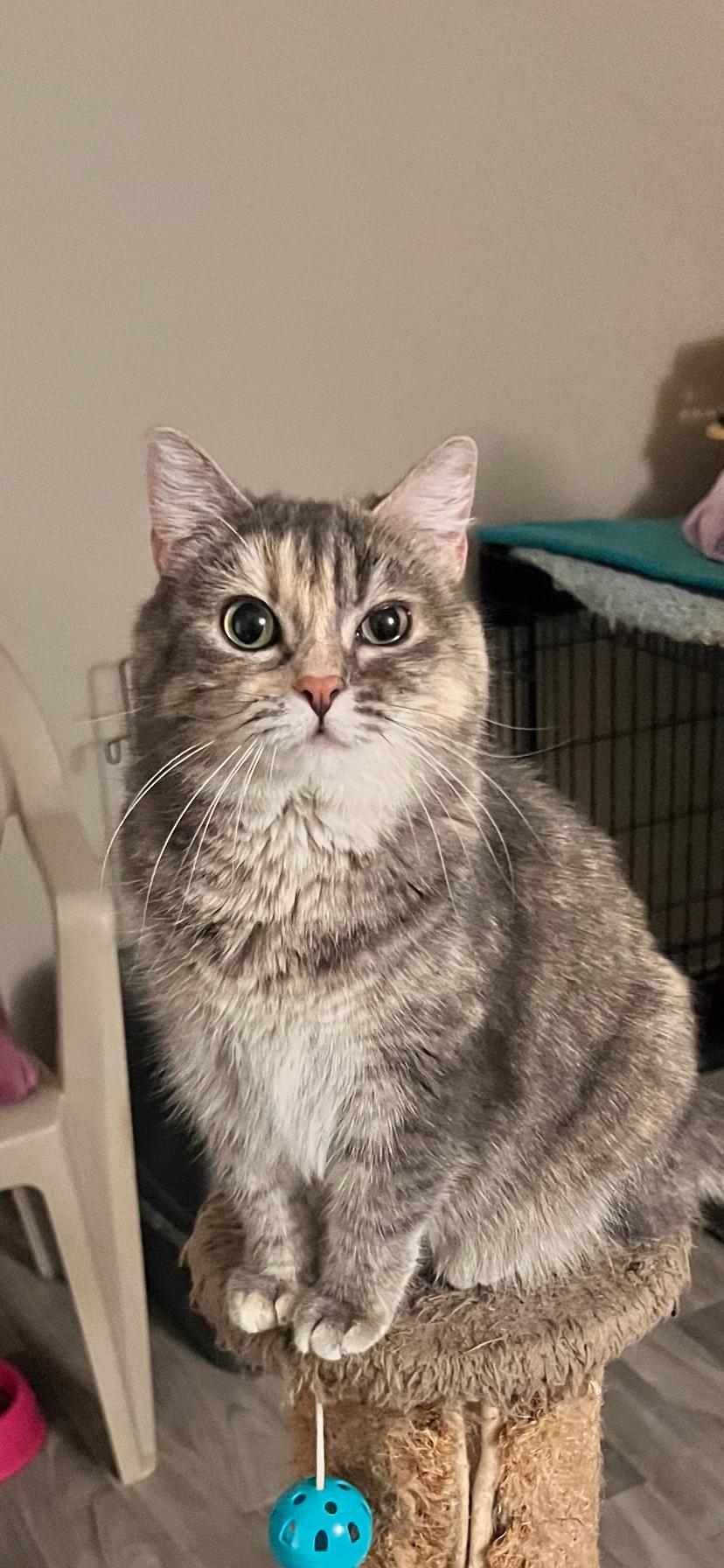 Sweetie, Adult Female Domestic Short Hair