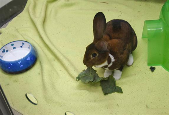 Enlarge WESSON, a Adoptable Bunny Rabbit in Loveland, CO image 1/1