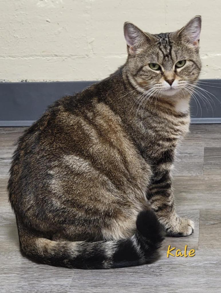 Enlarge Kale, a Adoptable mixed breed in Cedar Rapids, IA image 1/1