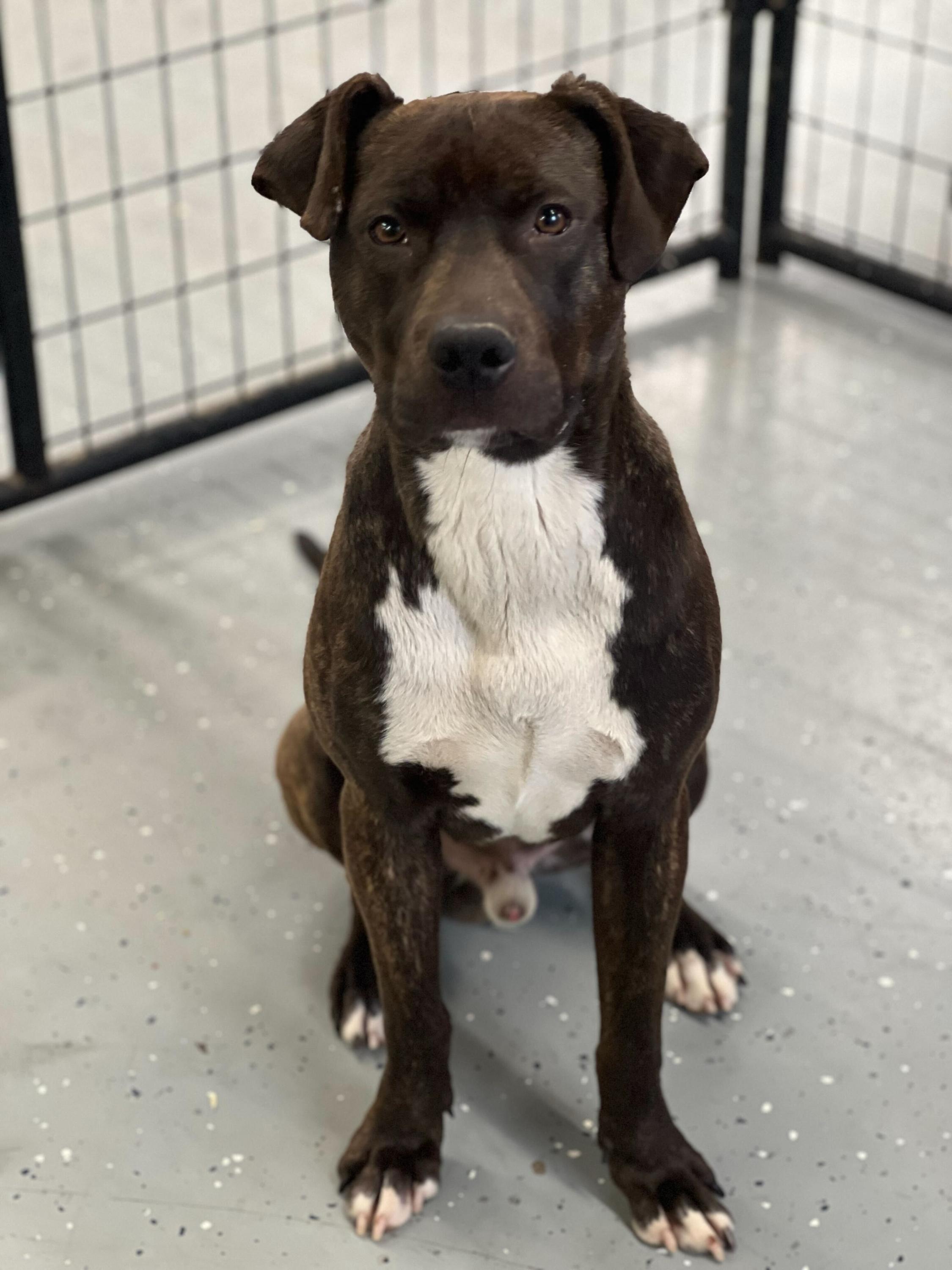 Enlarge Brisket, a ADOPTABLE mixed breed in Oak Park, MI image 2/2